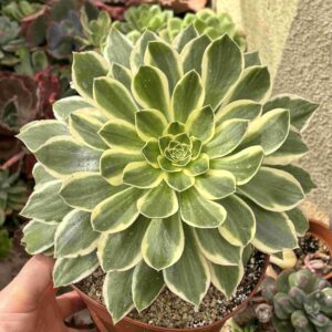 Aeonium Green Rose (XXXL)