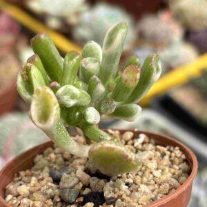 Crassula Ovata Gollum Variegada