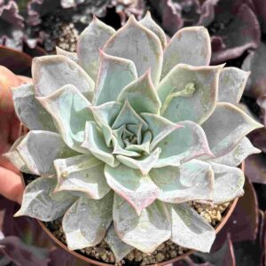 Echeveria Lilacina