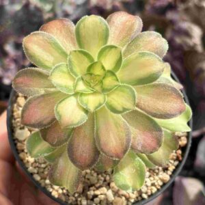 Aeonium Shaohua