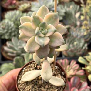 Graptosedum Nuit Blanche Variegado (victor kane)