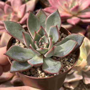 Echeveria Bouquet