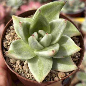 Echeveria Agavoides Elkhorn Variegado