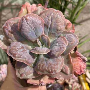 Echeveria Lilac Frost (carunculada)