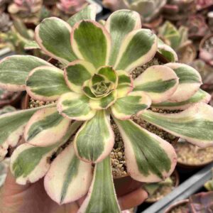 Aeonium Zeus