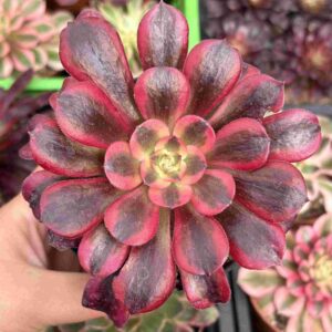 Aeonium Medusa