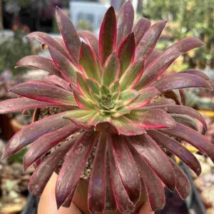 Aeonium Peacock