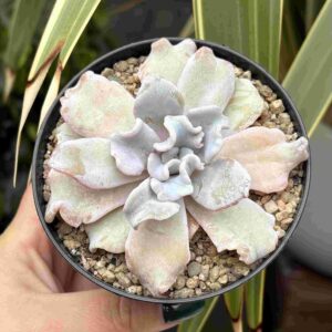 Echeveria Lilacina Crispate Beauty (talla M)