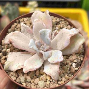 Echeveria Lilacina Crispate Beauty (talla S)