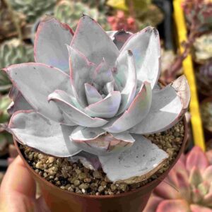 Echeveria Cante
