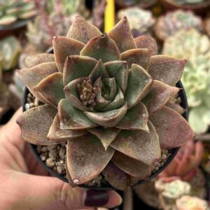 Echeveria Dionysos