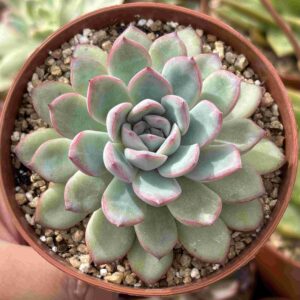 Echeveria Pink Line