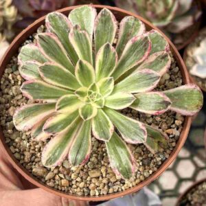 Aeonium Rubrotinctum