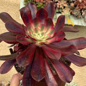 Aeonium Medusa XL (1 hijos)