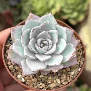 Echeveria Peacockii