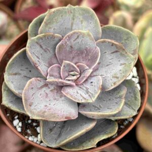 Echeveria Perle Cotton