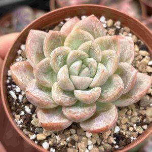 Echeveria Elsa