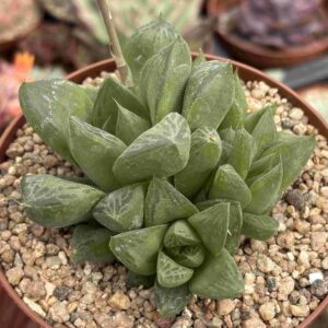 Colonia Haworthia Cuspidata