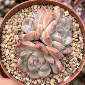 Colonia Echeveria Amber (Coreana)
