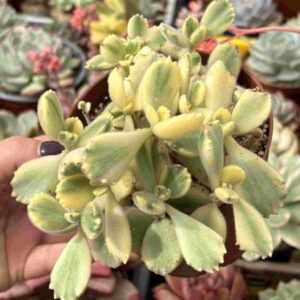 Cotyledon Tomentosa Variegado