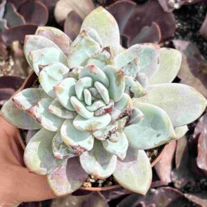 Echeveria Candy Heart Shang-A (coreana, XXL)