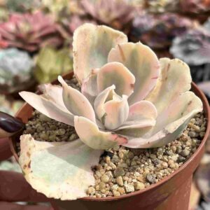 Echeveria Chantilly Pink Angel (XL)