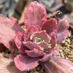 Echeveria Dragon Fin Variegada