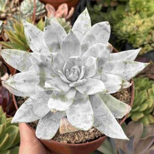 Dudleya Brittonii (XL)
