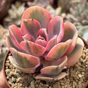 Echeveria Rainbow