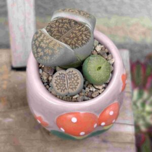 FunjiLithops (trio lithops)