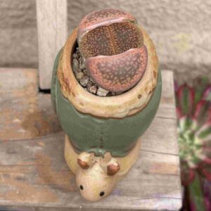 CaracoLithops