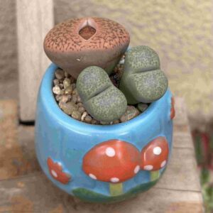FunjiLithops (trio lithops)