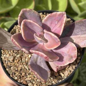 Echeveria Pampoteus Variegada