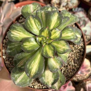 Aeonium Lemon Lime