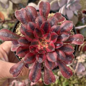 Aeonium Chanel