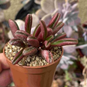 Peperomia Graveolens