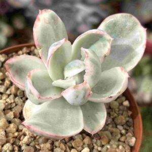 Echeveria Berkeley Light Variegada