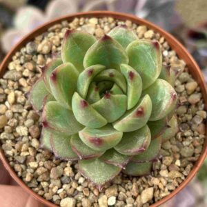 Echeveria Moonstone