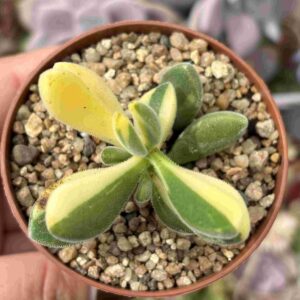 Crassula Rogersii Variegada