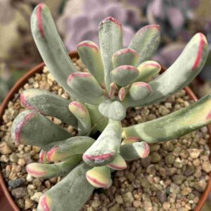 Cotyledon Flanaganii Variegado