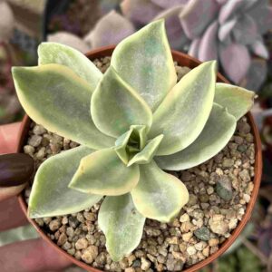 Echeveria Fred Ives Variegada