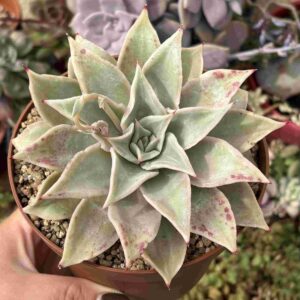 Echeveria Madiba (XL)