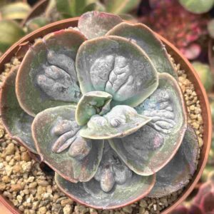 Echeveria Cameo (carunculada)