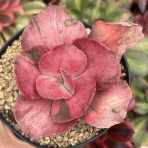 Echeveria Pharaoh Variegada