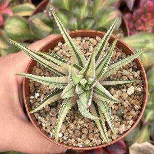 Haworthia Fasciata Variegada