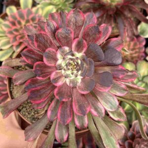 Aeonium Candy Power