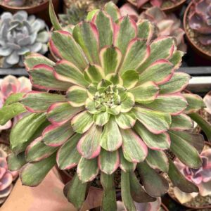 Aeonium Pink Daisy