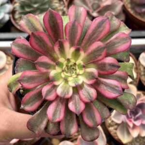 Aeonium Garnet White