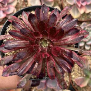 Aeonium Mamba