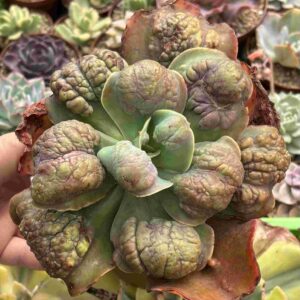 Echeveria Cloe (carunculada)